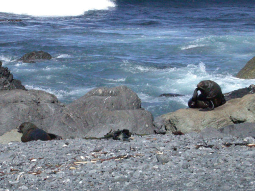 DSCN1064 - Cape Palliser