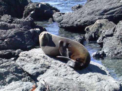 DSCN1066 - Cape Palliser
