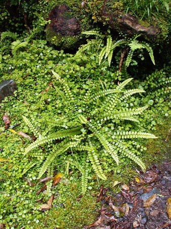 DSCN1142 - Fox Glacier