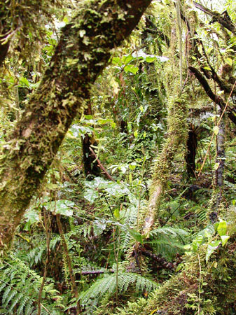 DSCN1144 - Fox Glacier
