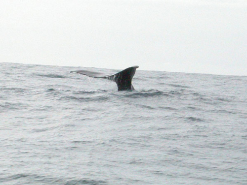 DSCN1280 - Kaikora (Sperm Whale)