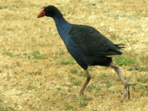 160 Pukeko DSCN1945