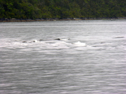 290 Doubtful Sound DSCN2246